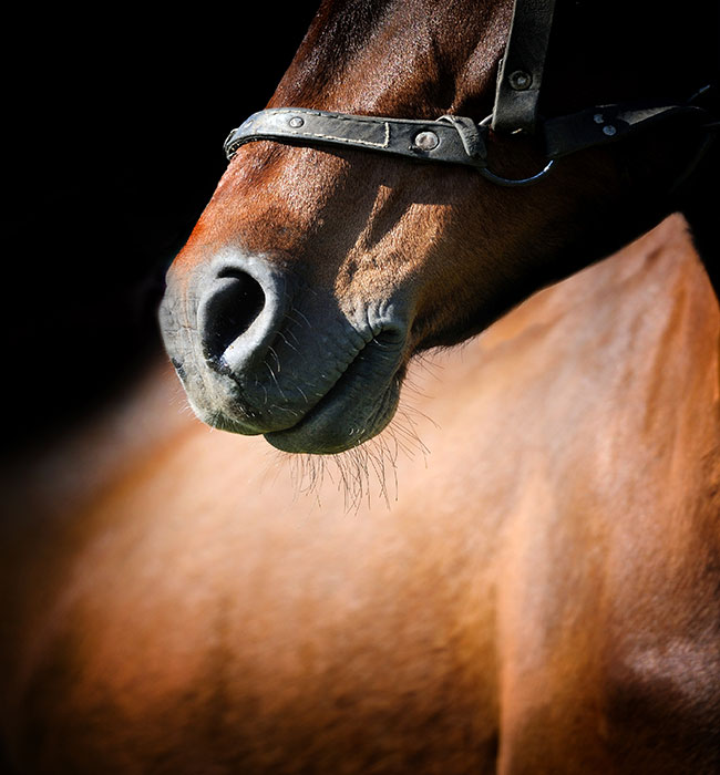 equine vet high wycombe