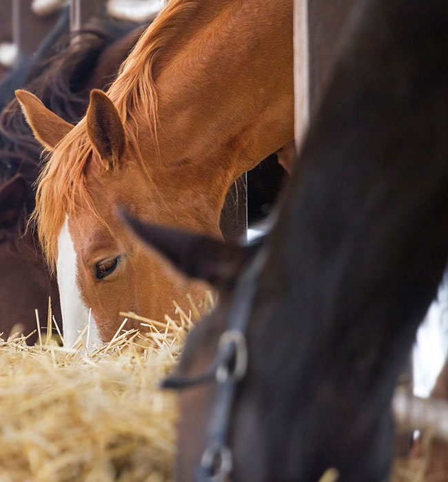 equine vet high wycombe