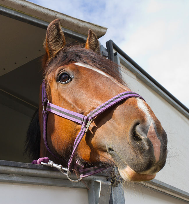 equine vet high wycombe